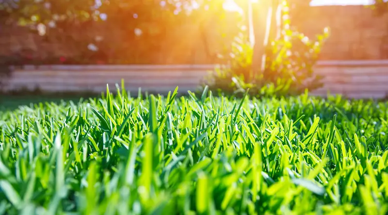 Freshly mowed and edged turf on a Brooklyn Park lawn